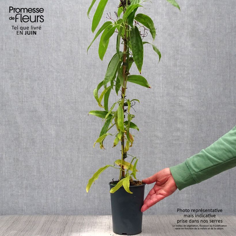 Ejemplar de Clematis armandii - Clemátide de Armand Maceta 2L/3L entregado en verano