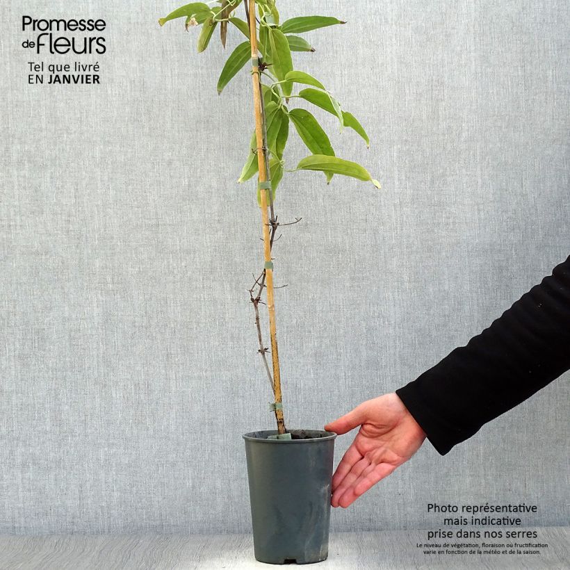 Clematis armandii - Clemátide de Armand Maceta 2L/3L Ejemplar entregado en invierno