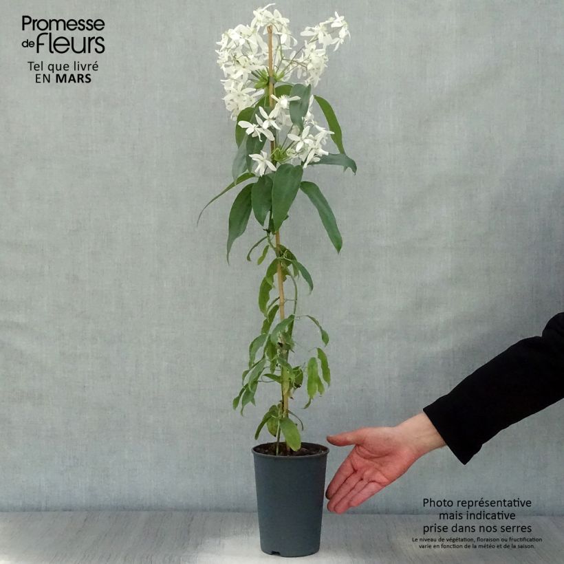 Clematis armandii - Clemátide de Armand Maceta 2L/3L Ejemplar entregado en la primavera