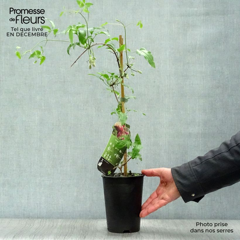 Clematis Advent Bells Maceta 2L/3L Ejemplar entregado en invierno