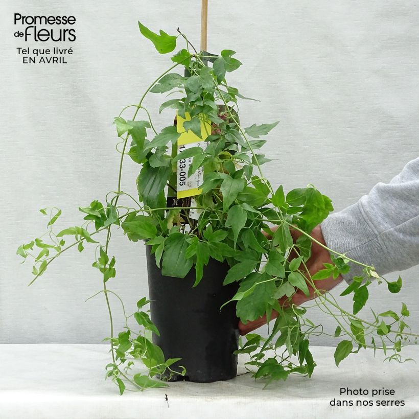 Clematis Advent Bells Maceta 2L/3L Ejemplar entregado en la primavera