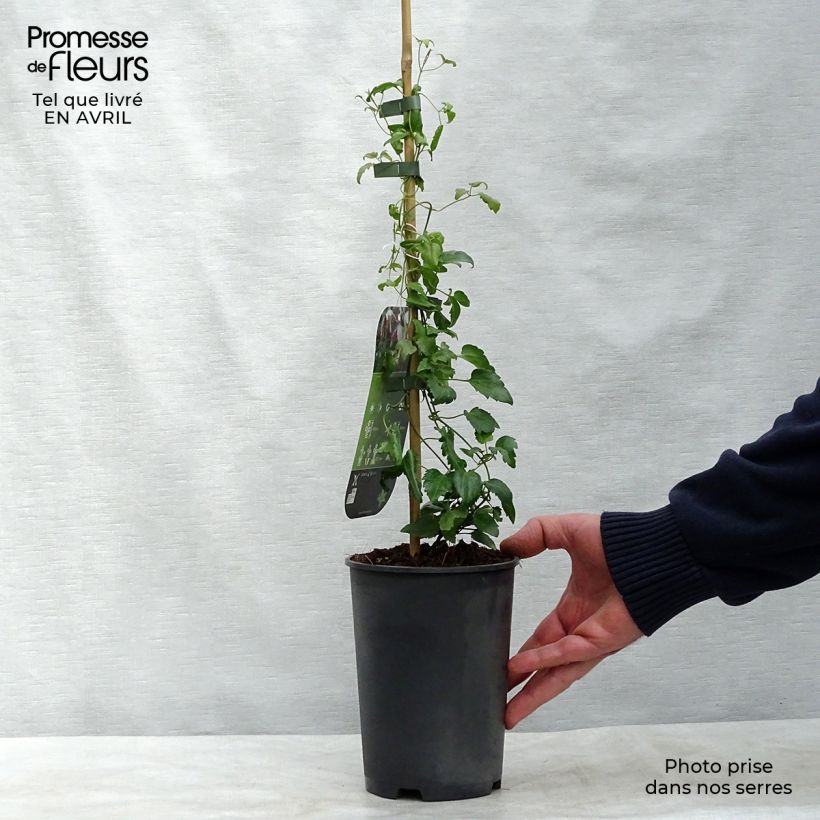 Clematis cirrhosa Freckles - Aján Maceta 2L/3L Ejemplar entregado en la primavera