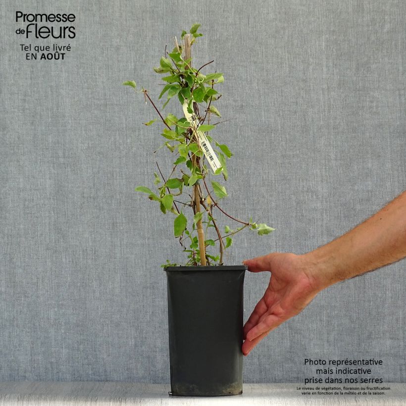 Ejemplar de Clematis cirrhosa Freckles - Aján Maceta 2L/3L entregado en verano
