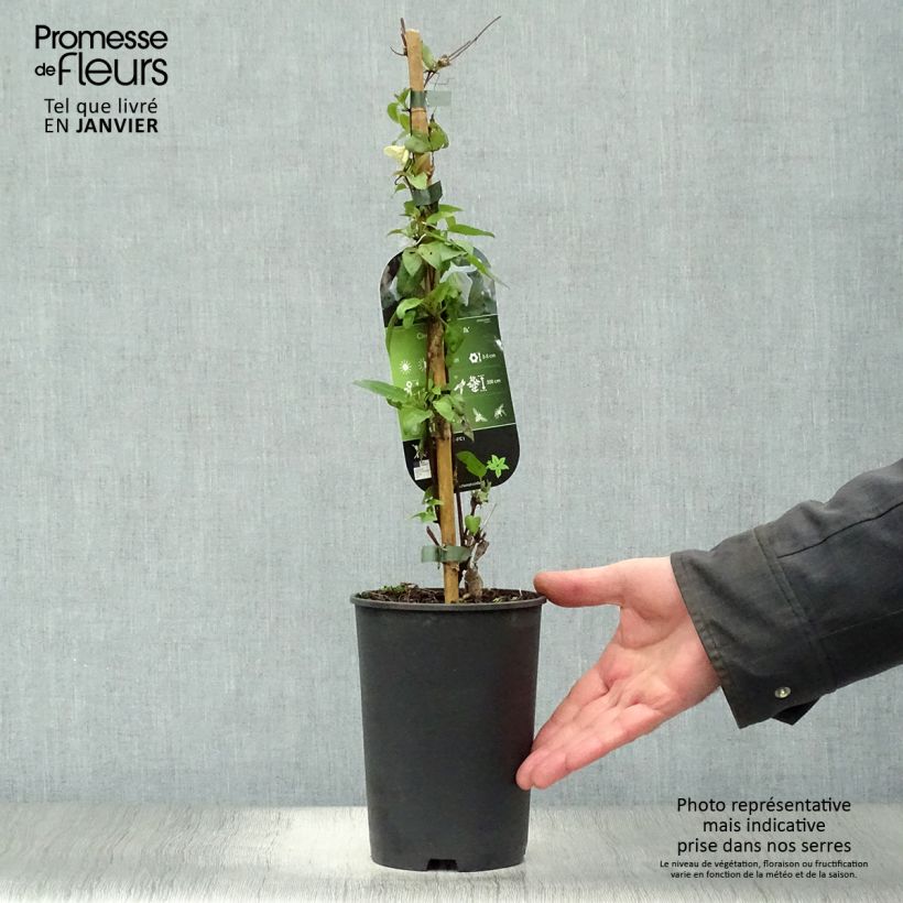 Clematis cirrhosa Jingle Bells - Aján Maceta 2L/3L Ejemplar entregado en invierno