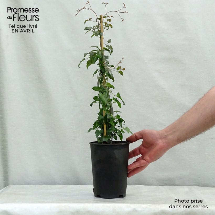 Clematis cirrhosa Jingle Bells - Aján Maceta 2L/3L Ejemplar entregado en la primavera