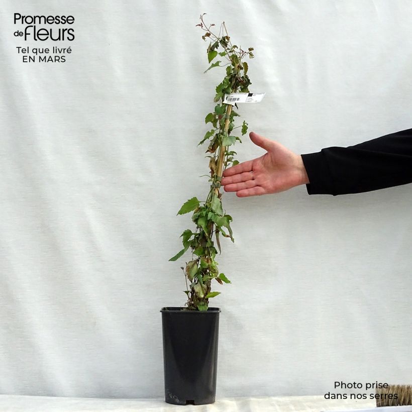 Clematis cirrhosa Lansdowne Gem - Aján Maceta 2L/3L Ejemplar entregado en la primavera