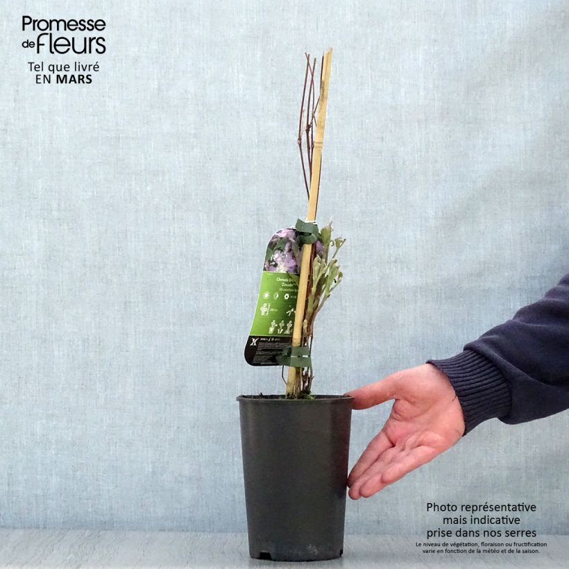 Clemátide East River Maceta 2L/3L Ejemplar entregado en la primavera