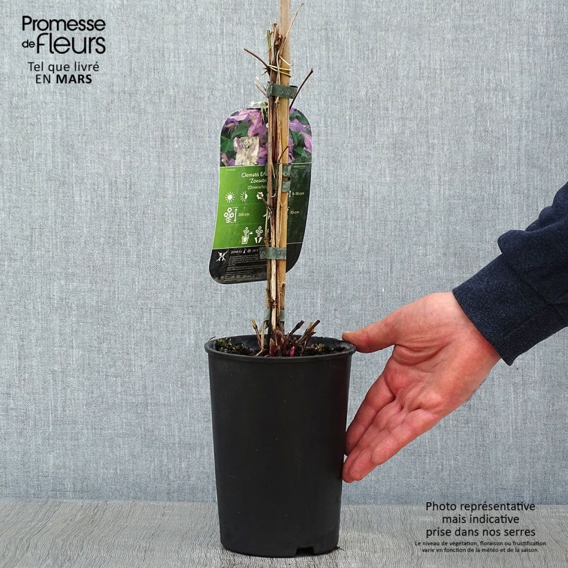Clemátide East River Maceta 2L/3L Ejemplar entregado en invierno