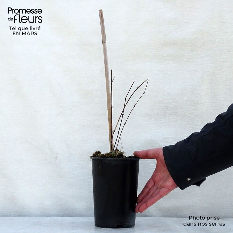 Clematis Clematis River Star Maceta 2L/3L Ejemplar entregado en la primavera