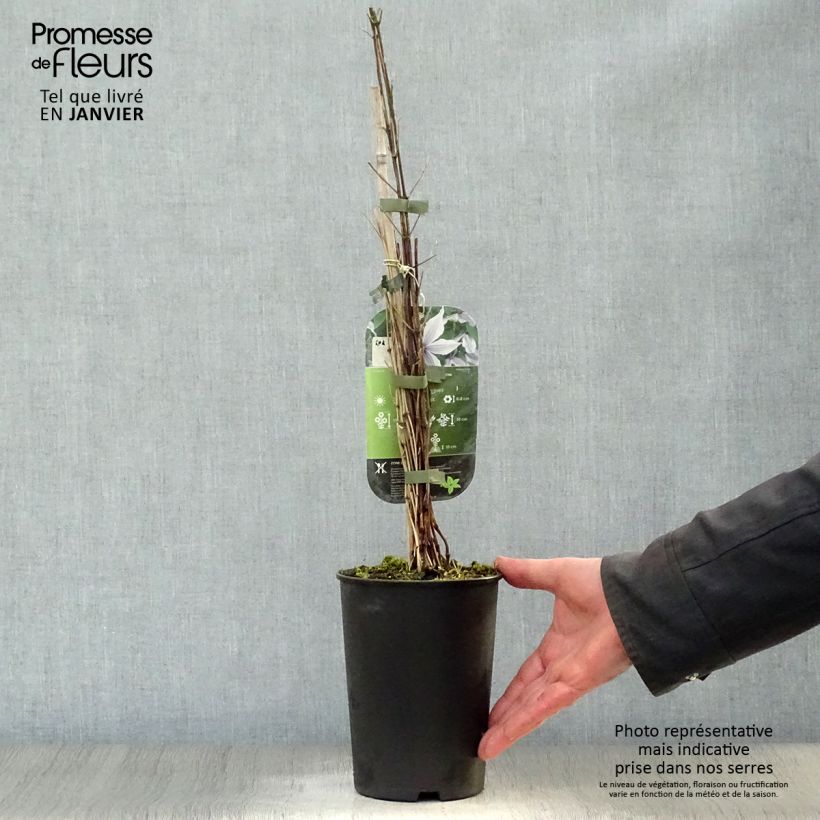 Clematis Clematis River Star Maceta 2L/3L Ejemplar entregado en invierno