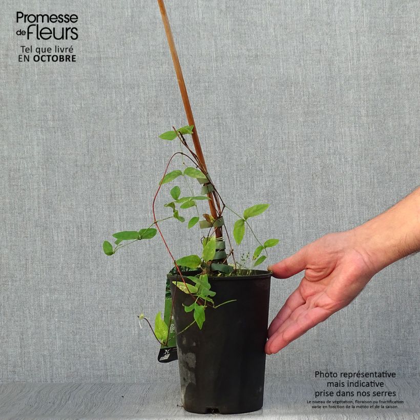 Ejemplar de Clematis Rooguchi Maceta 2L/3L entregado en otoño
