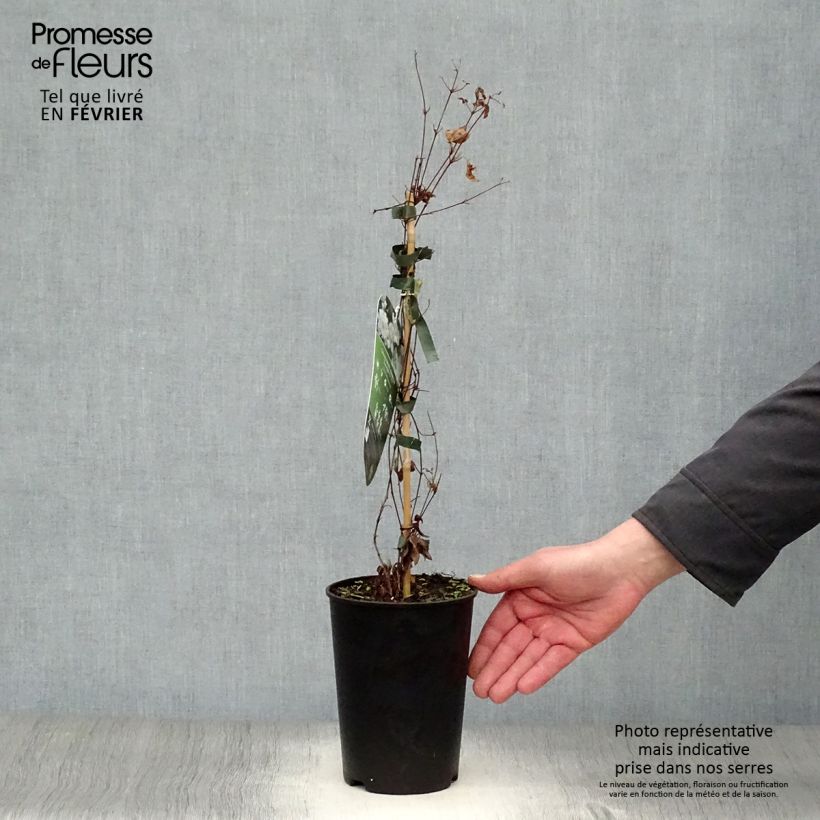 Clematis White Arabella Maceta 2L/3L Ejemplar entregado en invierno