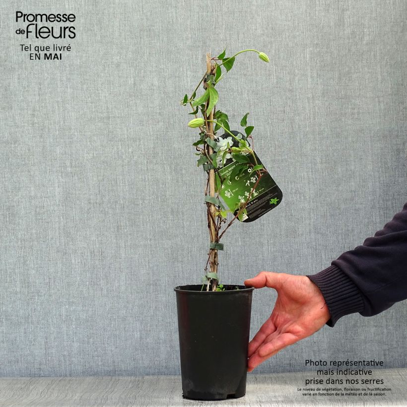 Clematis White Arabella Maceta 2L/3L Ejemplar entregado en la primavera