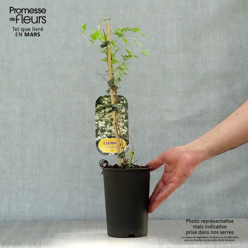 Clematis fargesii Summersnow Maceta 2L/3L Ejemplar entregado en la primavera