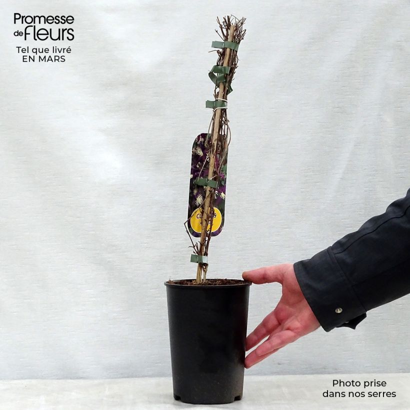 Clematis flammula Aromatica - Clemátide olorosa Maceta 2L/3L Ejemplar entregado en la primavera