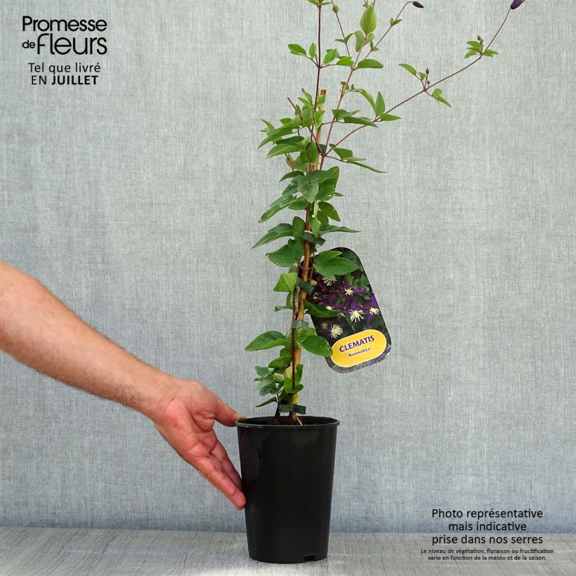 Ejemplar de Clematis flammula Aromatica - Clemátide olorosa Maceta 2L/3L entregado en verano