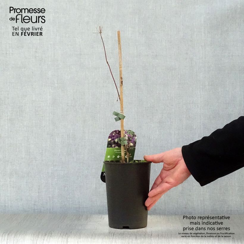 Clematis flammula Aromatica - Clemátide olorosa Maceta 2L/3L Ejemplar entregado en invierno