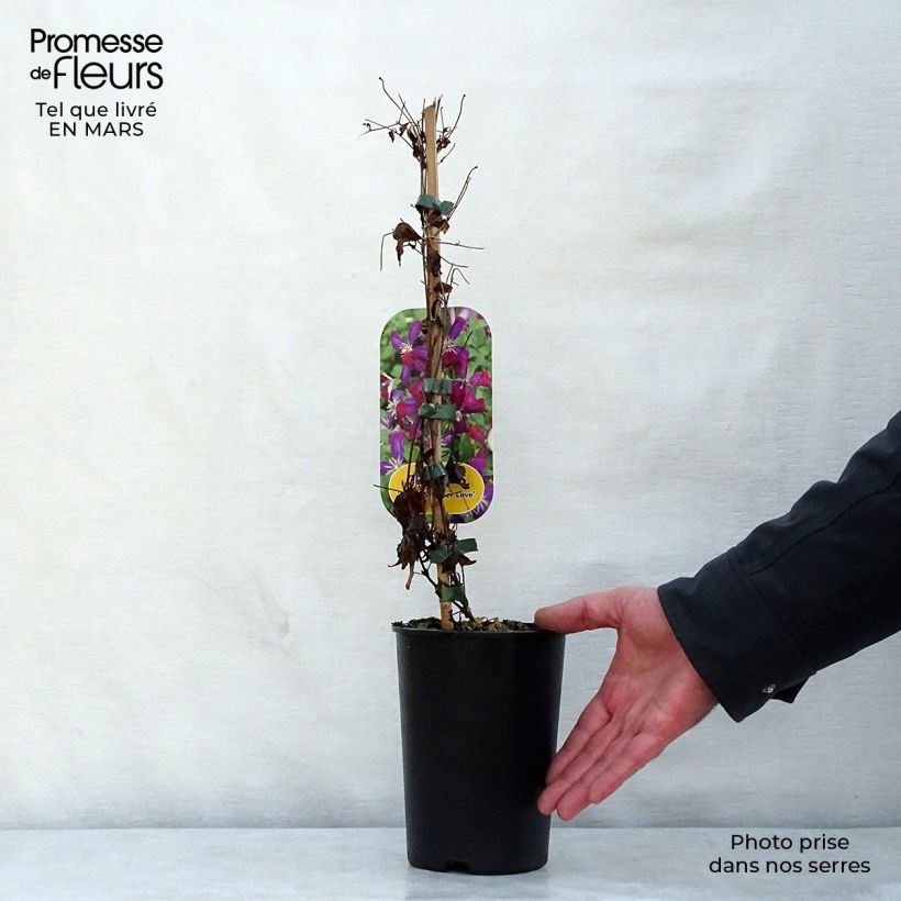 Clematis flammula Sweet Summer Love - Clemátide olorosa Maceta 2L/3L Ejemplar entregado en la primavera