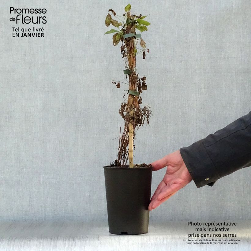 Clematis flammula Sweet Summer Love - Clemátide olorosa Maceta 2L/3L Ejemplar entregado en invierno