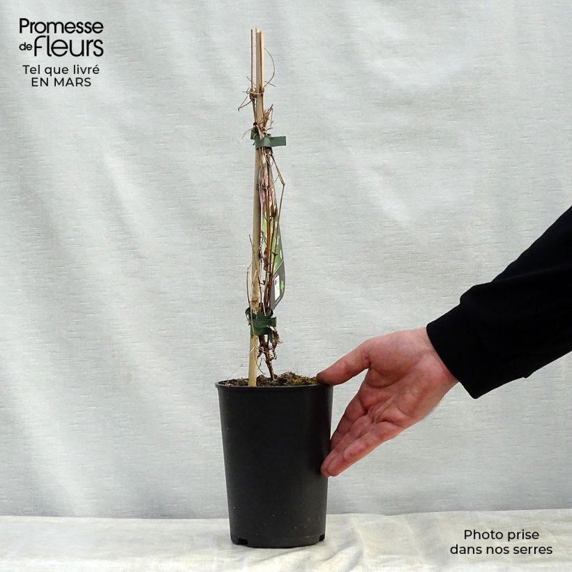 Clematis flammula rubromarginata - Clemátide olorosa Maceta 2L/3L Ejemplar entregado en la primavera