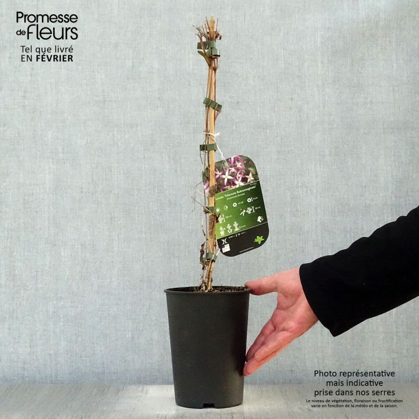 Clematis flammula rubromarginata - Clemátide olorosa Maceta 2L/3L Ejemplar entregado en invierno