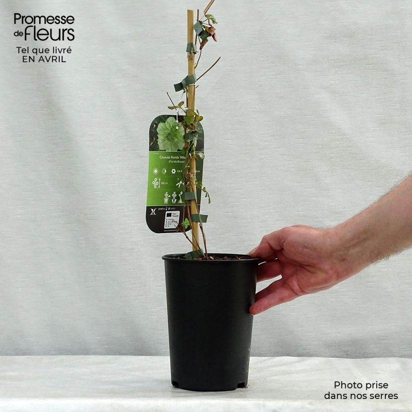 Clematis florida alba plena Maceta 2L/3L Ejemplar entregado en la primavera