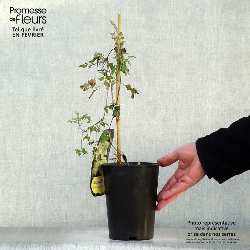 Clematis florida alba plena Maceta 2L/3L Ejemplar entregado en invierno