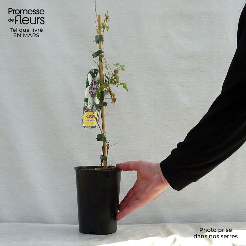 Clematis florida Sieboldii Maceta 2L/3L Ejemplar entregado en la primavera