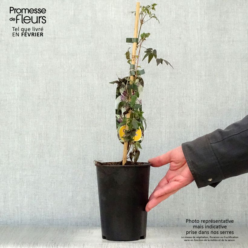 Clematis florida Sieboldii Maceta 2L/3L Ejemplar entregado en invierno