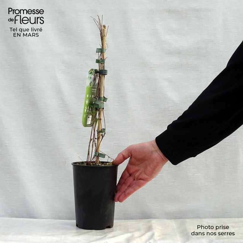 Clematis fusca Maceta 2L/3L Ejemplar entregado en la primavera