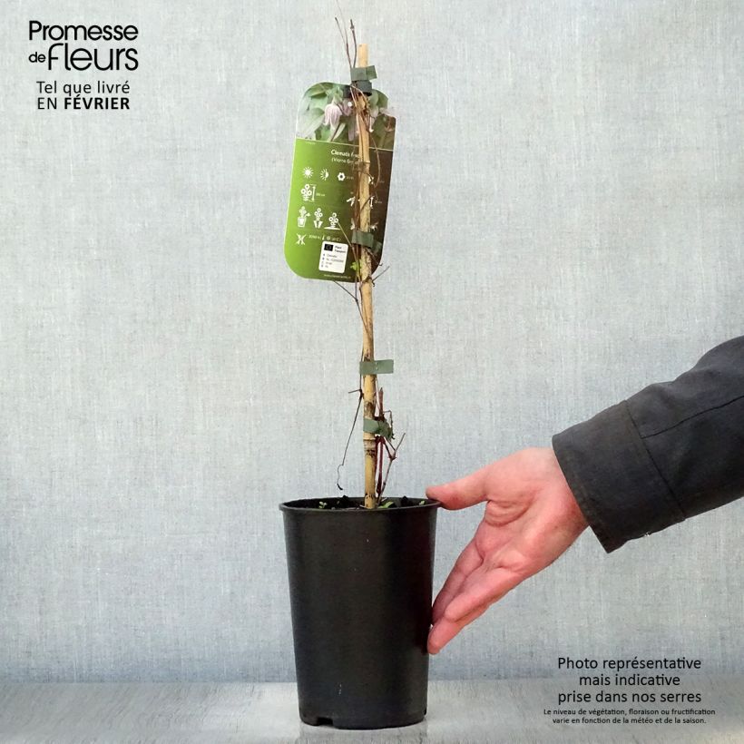 Clematis fusca Maceta 2L/3L Ejemplar entregado en invierno