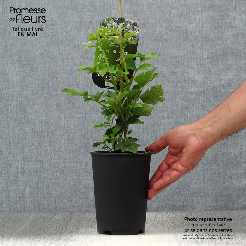 Clematis heracleifolia Pink Dwarf Maceta 2L/3L Ejemplar entregado en la primavera