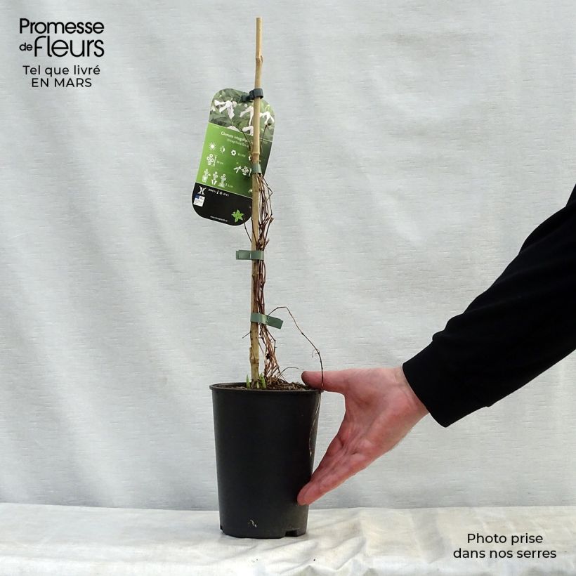 Clematis integrifolia Alba Maceta 2L/3L Ejemplar entregado en la primavera