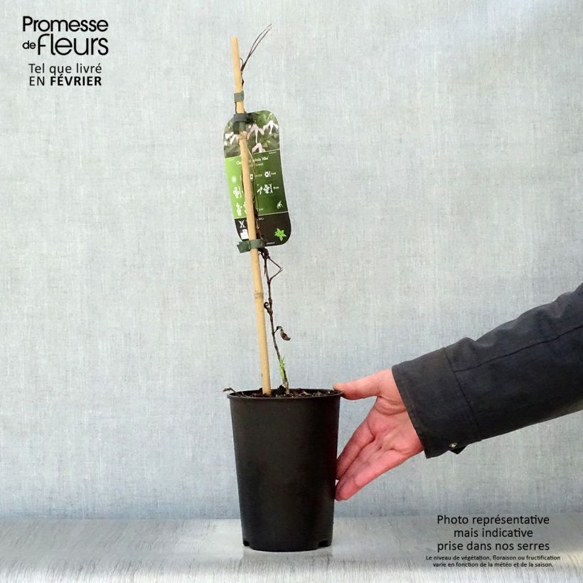 Clematis integrifolia Alba Maceta 2L/3L Ejemplar entregado en invierno