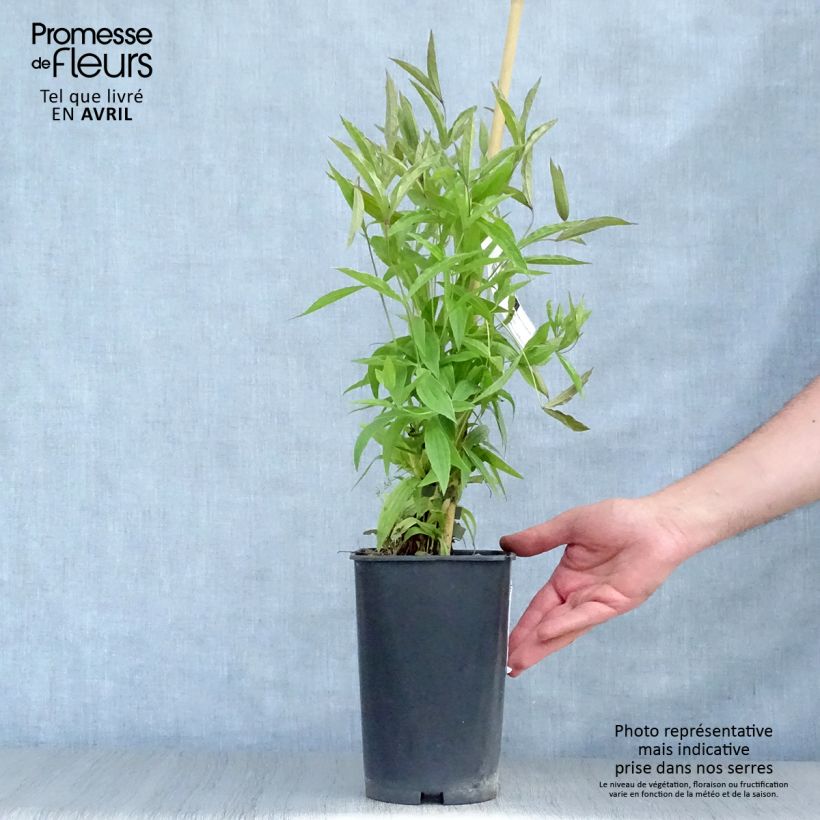 Clematis integrifolia Baby White Maceta 2L/3L Ejemplar entregado en la primavera