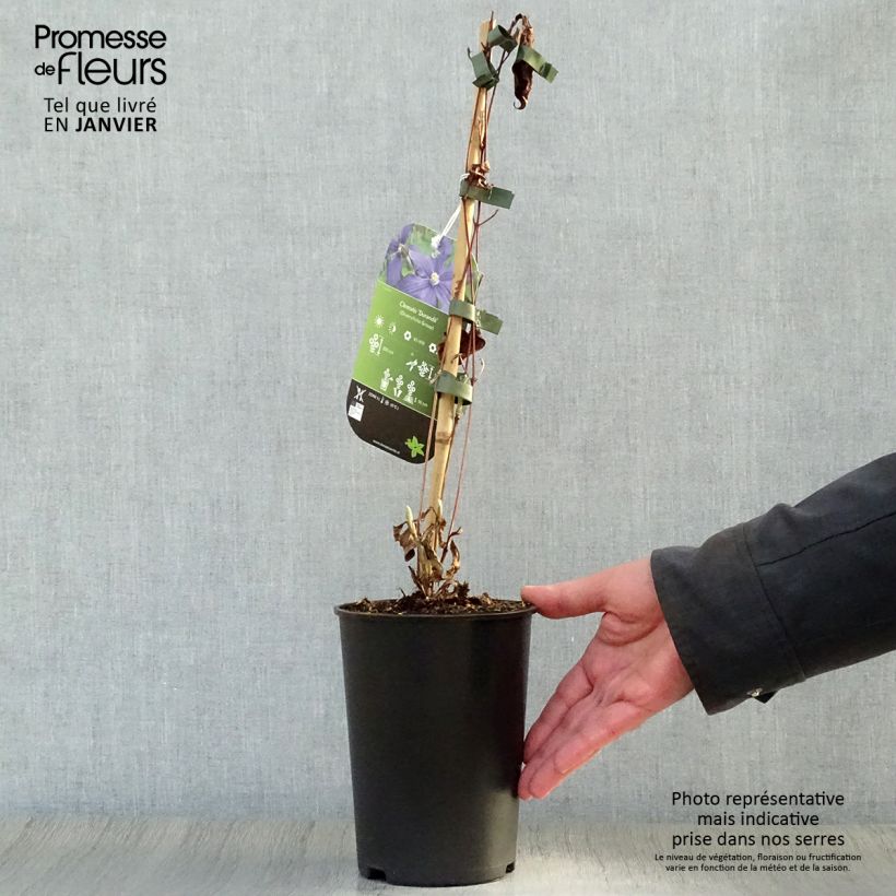 Clematis integrifolia Durandii Maceta 2L/3L Ejemplar entregado en invierno