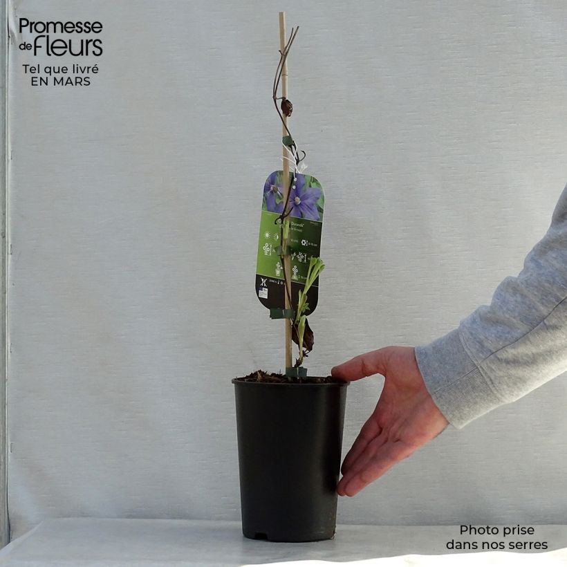 Clematis integrifolia Durandii Maceta 2L/3L Ejemplar entregado en la primavera