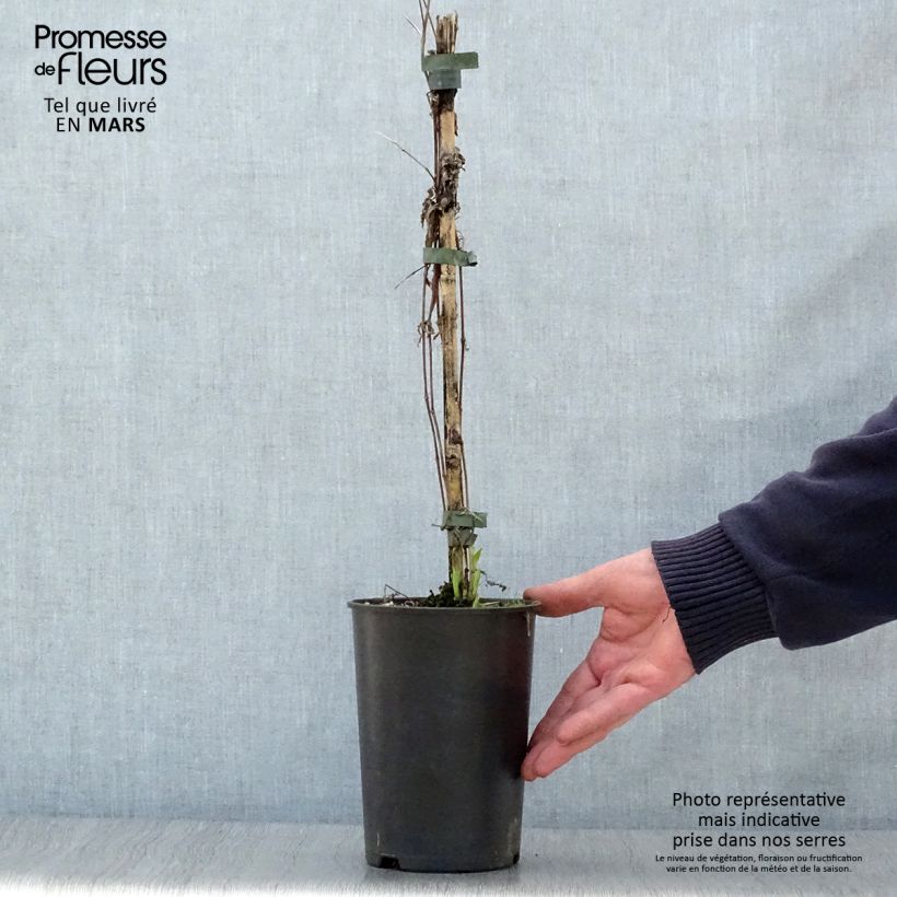 Clematis integrifolia Hakuree Maceta 2L/3L Ejemplar entregado en la primavera