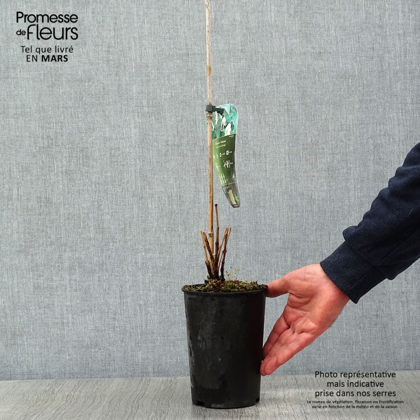 Clematis integrifolia Hakuree Maceta 2L/3L Ejemplar entregado en invierno