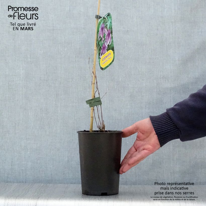 Clematis integrifolia Rosea Maceta 2L/3L Ejemplar entregado en la primavera