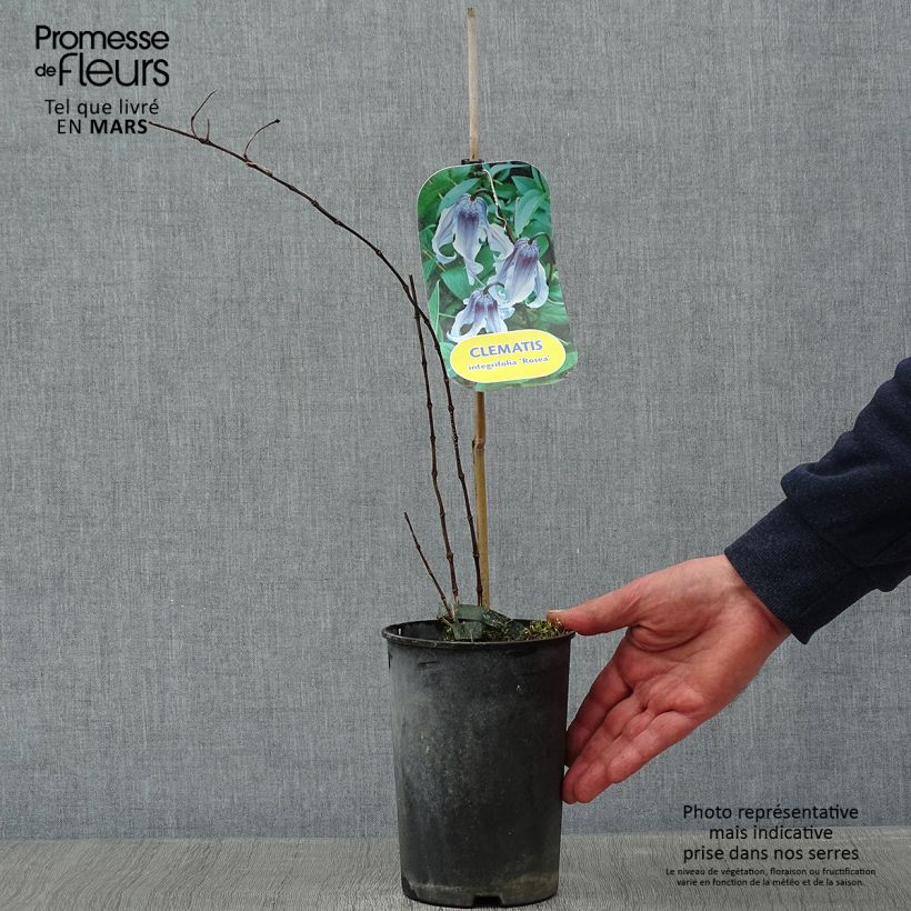 Clematis integrifolia Rosea Maceta 2L/3L Ejemplar entregado en invierno