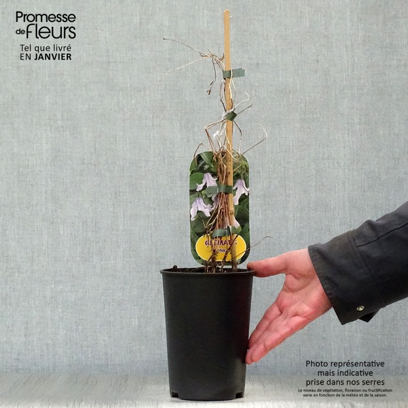 Clematis integrifolia Twinkle Maceta 2L/3L Ejemplar entregado en invierno