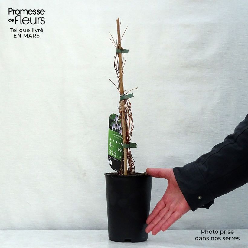 Clematis integrifolia Twinkle Maceta 2L/3L Ejemplar entregado en la primavera