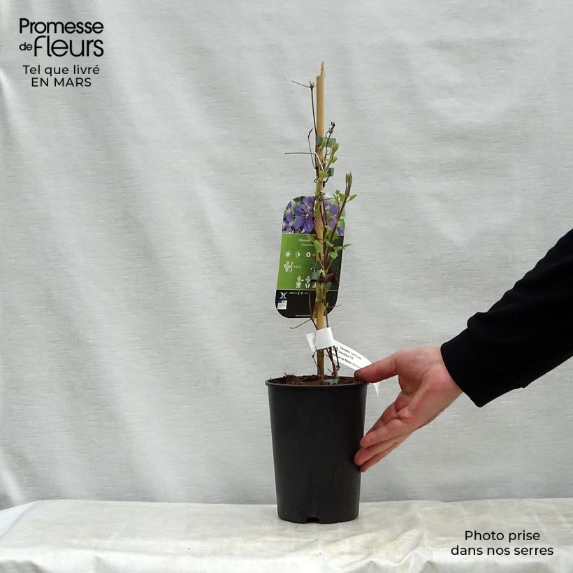 Clematide azul violeta - Clematis jackmanii Maceta 2L/3L Ejemplar entregado en la primavera
