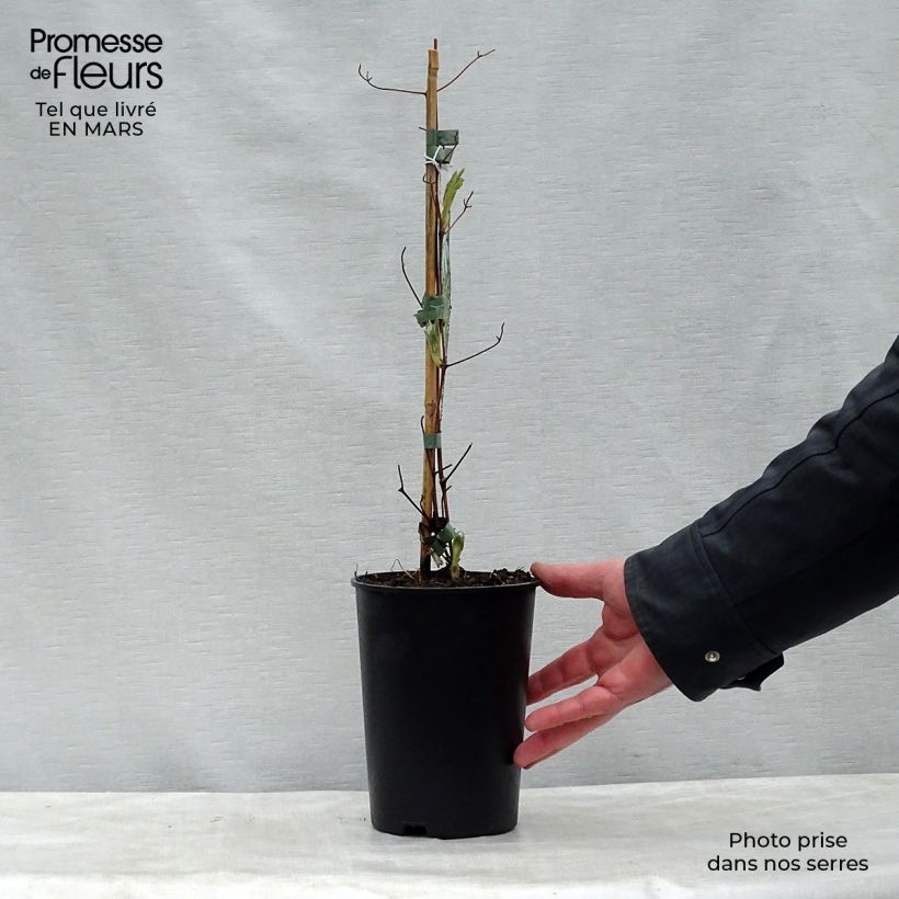 Clematis jackmanii Alba Maceta 2L/3L Ejemplar entregado en la primavera