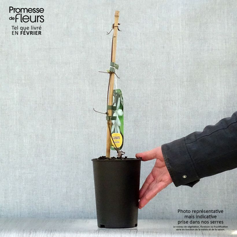 Clematis jackmanii Alba Maceta 2L/3L Ejemplar entregado en invierno