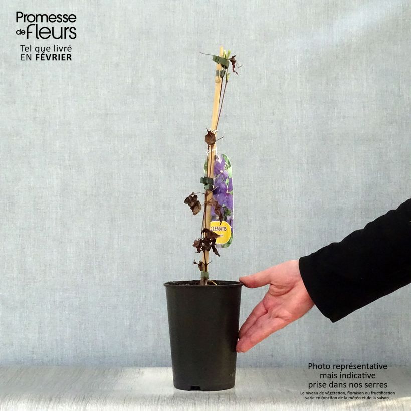 Clematide azul violeta - Clematis jackmanii Maceta 2L/3L Ejemplar entregado en invierno
