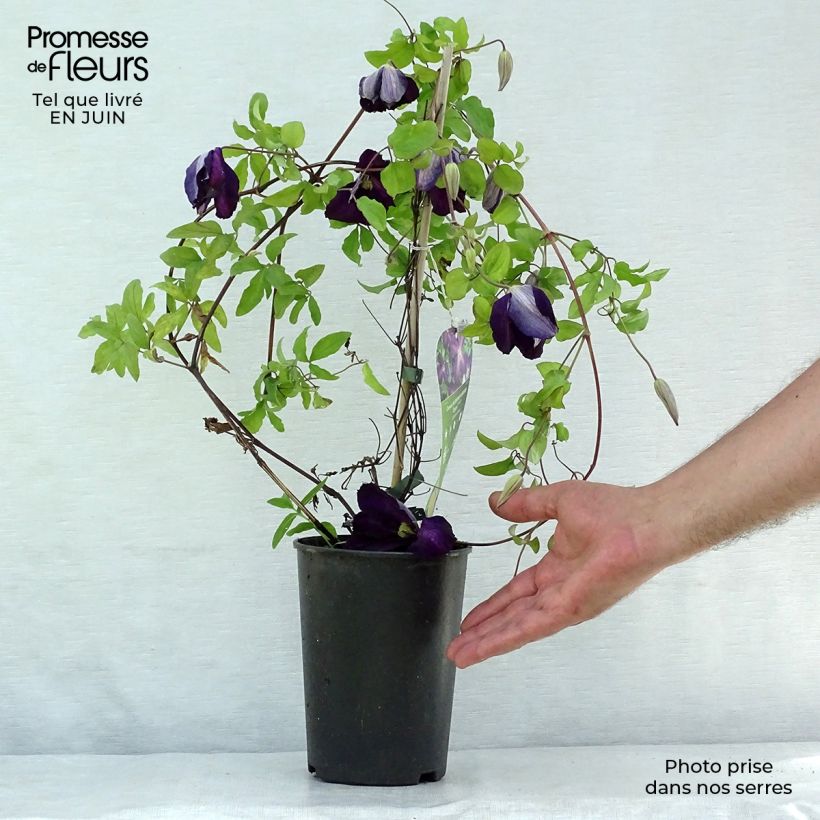 Ejemplar de Clematis jackmanii Purpurea Maceta 2L/3L entregado en verano