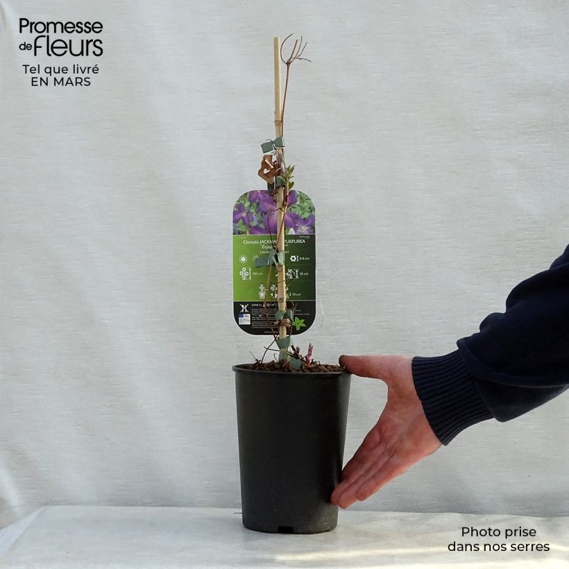 Clematis jackmanii Purpurea Maceta 2L/3L Ejemplar entregado en la primavera