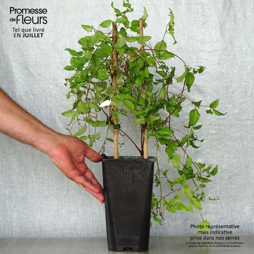Ejemplar de Clematis jackmanii Superba Maceta 2L/3L entregado en verano